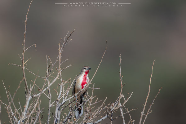 Samburu National Reserve