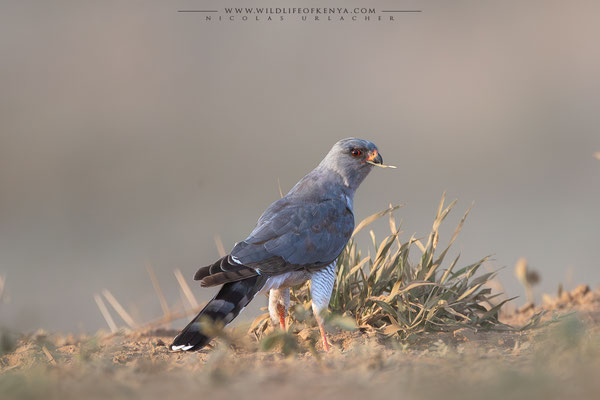 Shompole Conservancy
