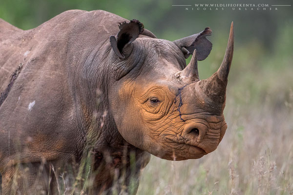 Nairobi National Park