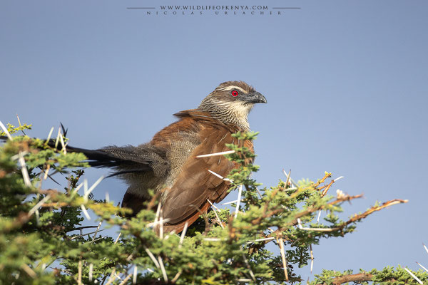 Samburu National Reserve