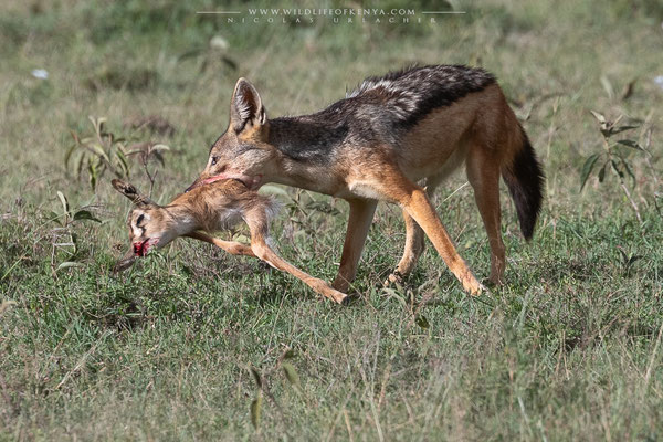Naboisho Conservancy