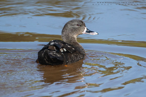 Aberdare National Park