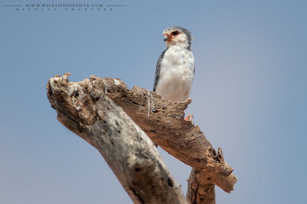 Samburu National Reserve