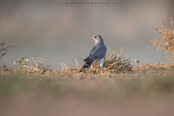Shompole Conservancy