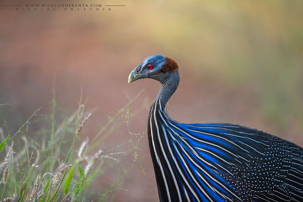 Samburu National Reserve