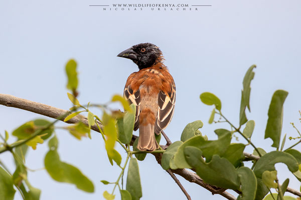 Samburu National Reserve