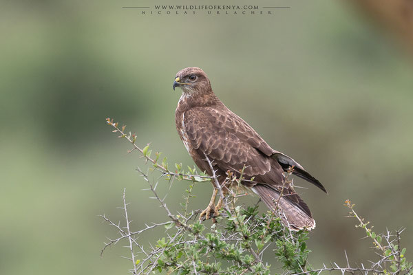 Nakuru National Park