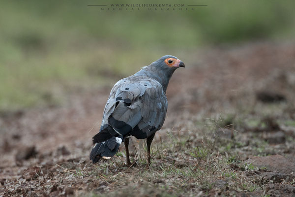 Aberdare National Park