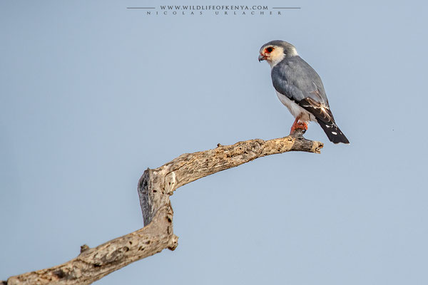 Samburu National Reserve