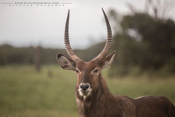 Ol Pejeta Conservancy