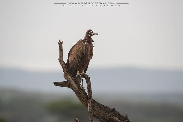 Ol Kinyei Conservancy