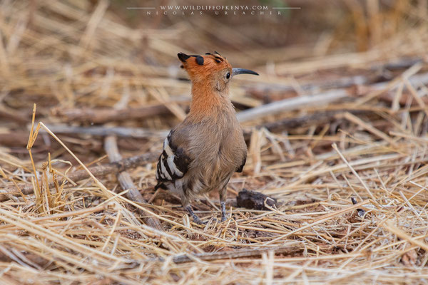 Samburu National Reserve