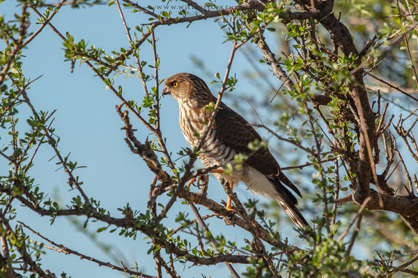 Samburu National Reserve