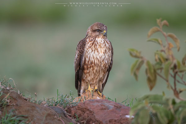 Nakuru National Park