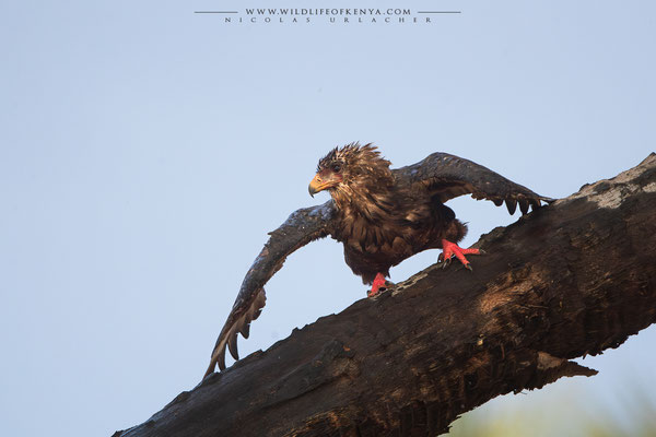 Buffalo Springs National Reserve