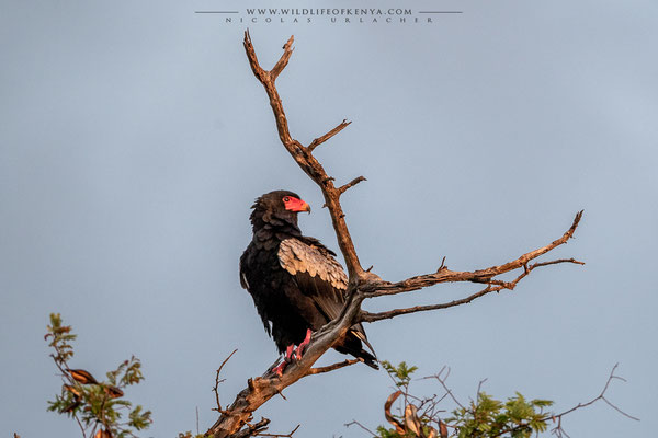 Tsavo West National Park