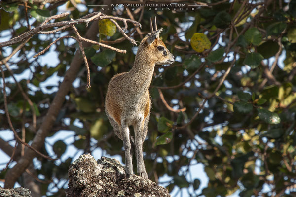 Tsavo West National Park