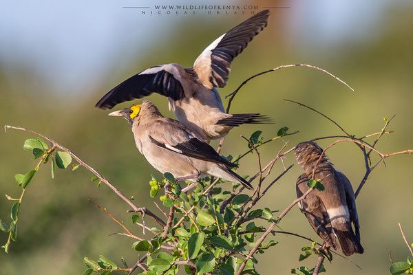 Buffalo Springs National Reserve