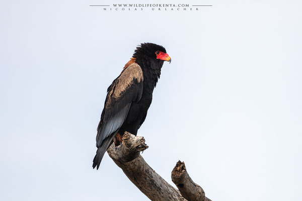 Samburu National Reserve