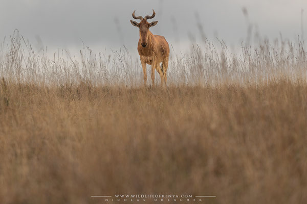 Nairobi National Park