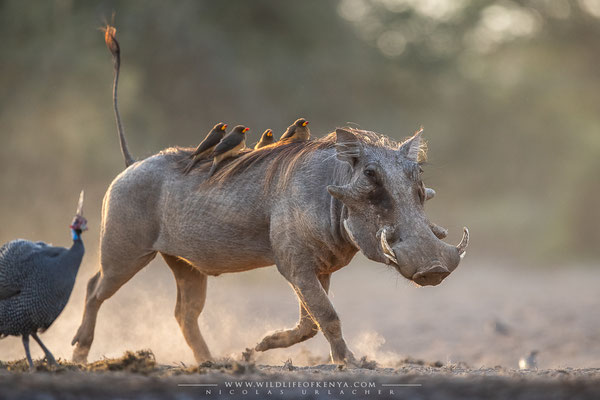Shompole Conservancy