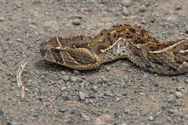 Nakuru National Park