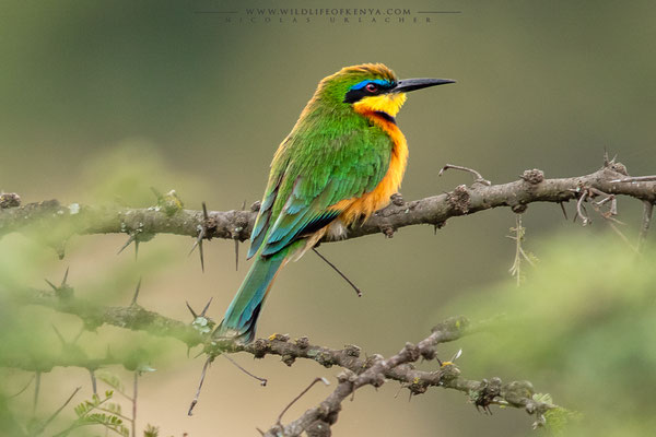 Ol Pejeta Conservancy