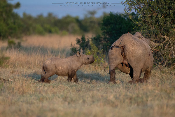 Ol Pejeta Conservancy