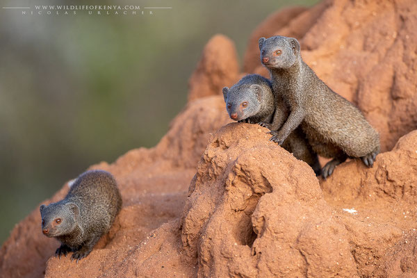 Samburu National Reserve