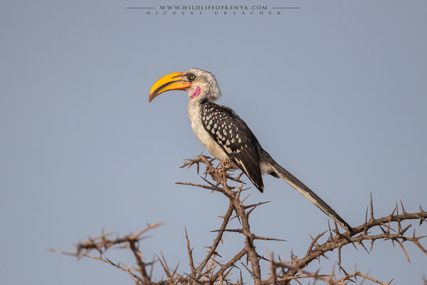 Tsavo West National Park