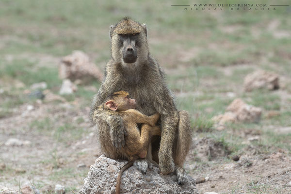 Amboseli National Park