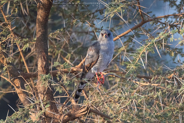 Shompole Conservancy