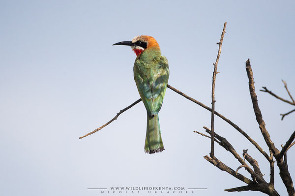 Nakuru National Park