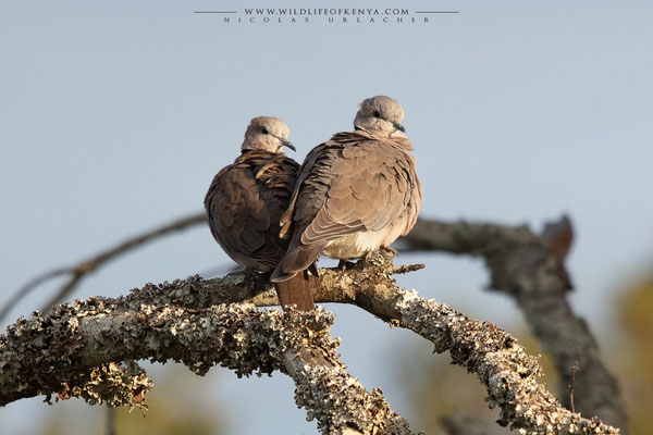 Ol Pejeta Conservancy