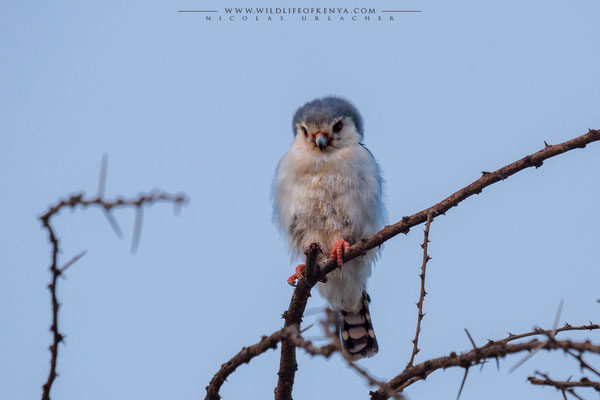Samburu National Reserve