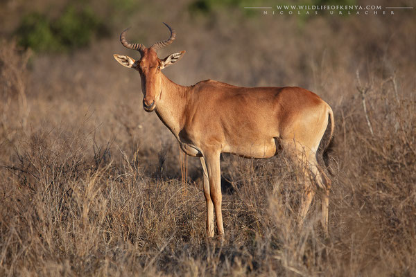 Tsavo West National Park