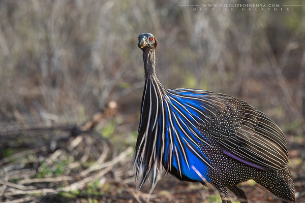 Samburu National Reserve