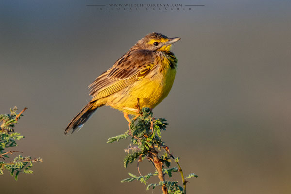 Nairobi National Park