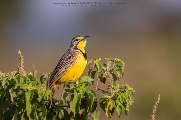 Nakuru National Park