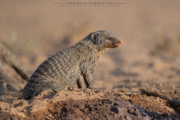 Shompole Conservancy