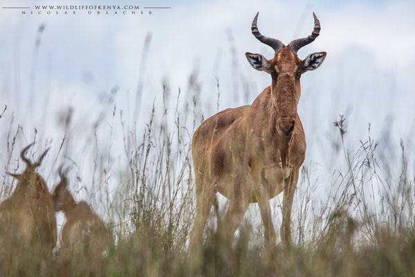 Nairobi National Park