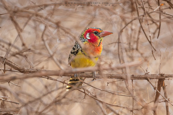 Tsavo West National Park