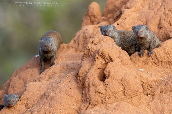 Samburu National Reserve