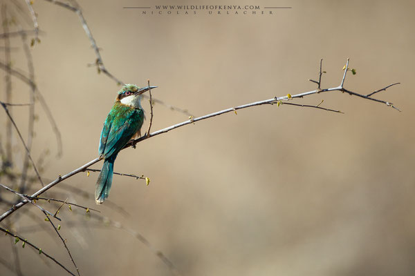 Samburu National Reserve