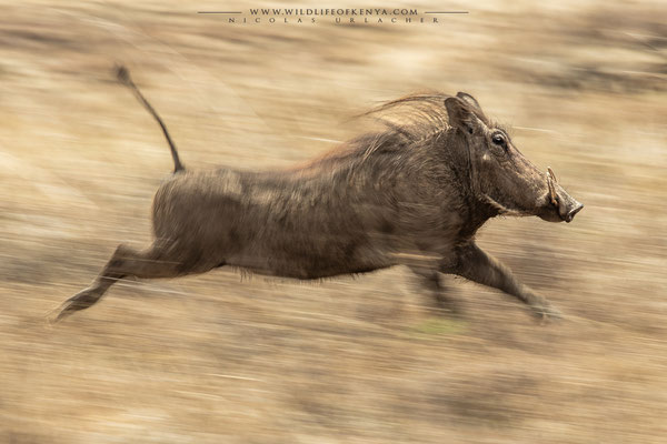 Nairobi National Park