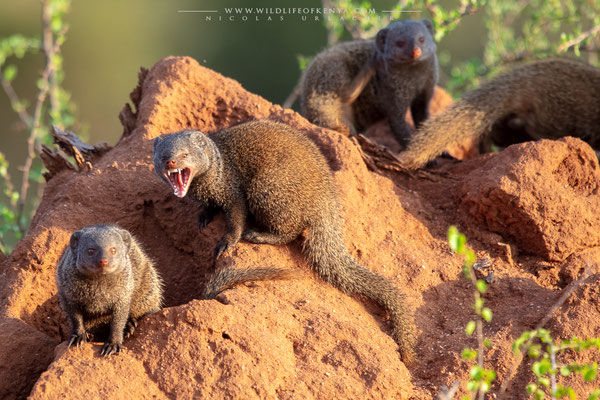 Samburu National Reserve