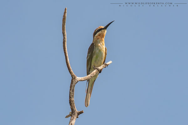 Tsavo West National Park