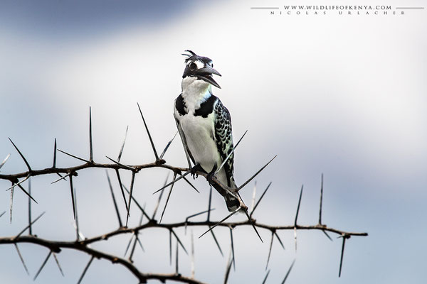 Amboseli National Park
