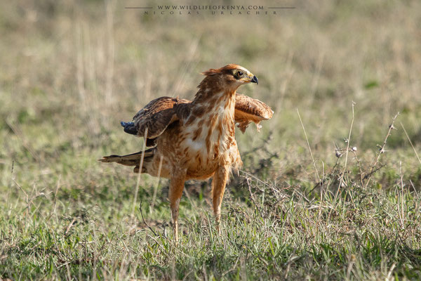 Ol Pejeta Conservancy