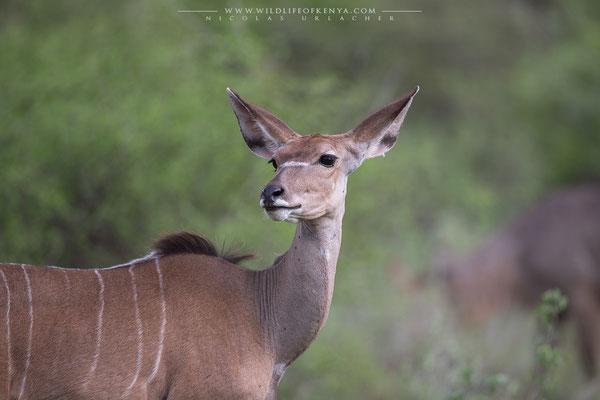 Buffalo Springs National Reserve